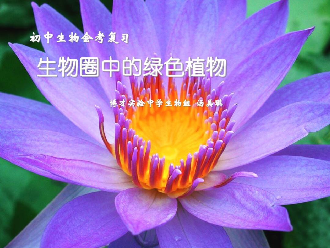 虫子大作战电影_虫子大战斗_植物大战虫子在线