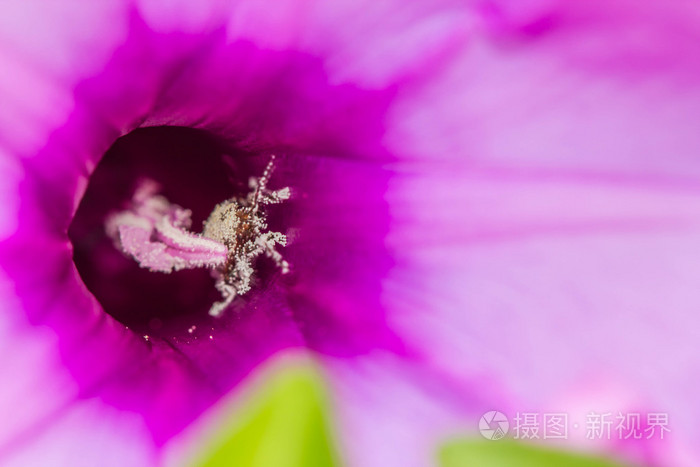 植物大战虫子在线_虫子大战斗_虫子大作战电影