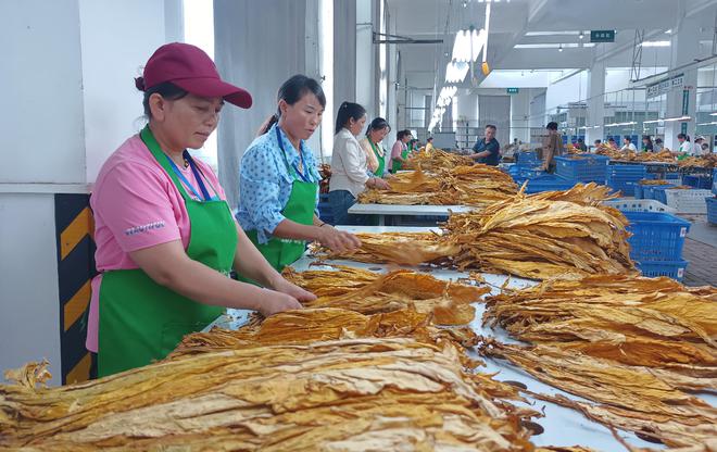 对于萝卜招聘你有什么看法_萝卜招聘是啥意思_萝卜招聘存在问题